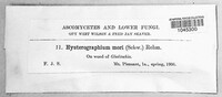 Hysterographium mori image